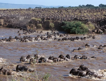 01_wildebeest-scaled