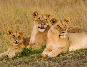 Smiling Lions in Masai Mara, Kenya