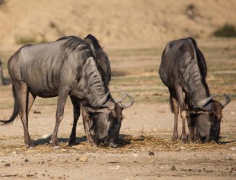 animal-8450370_1280