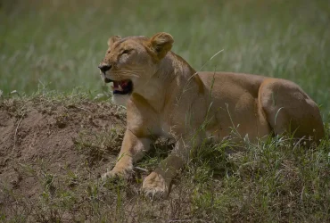 lion-6352243_1280 (1)
