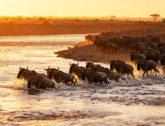 wildebeest-9994182_640